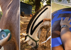 Benefícios da técnica Taping em Animais: Como Funciona e Quando Utilizar